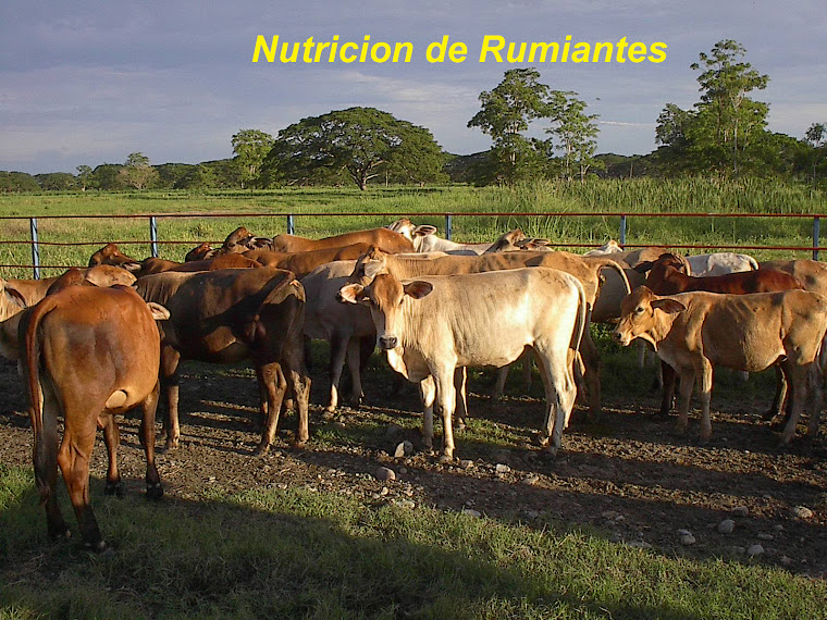 Bienvenidos a Nutricion de Rumiantes