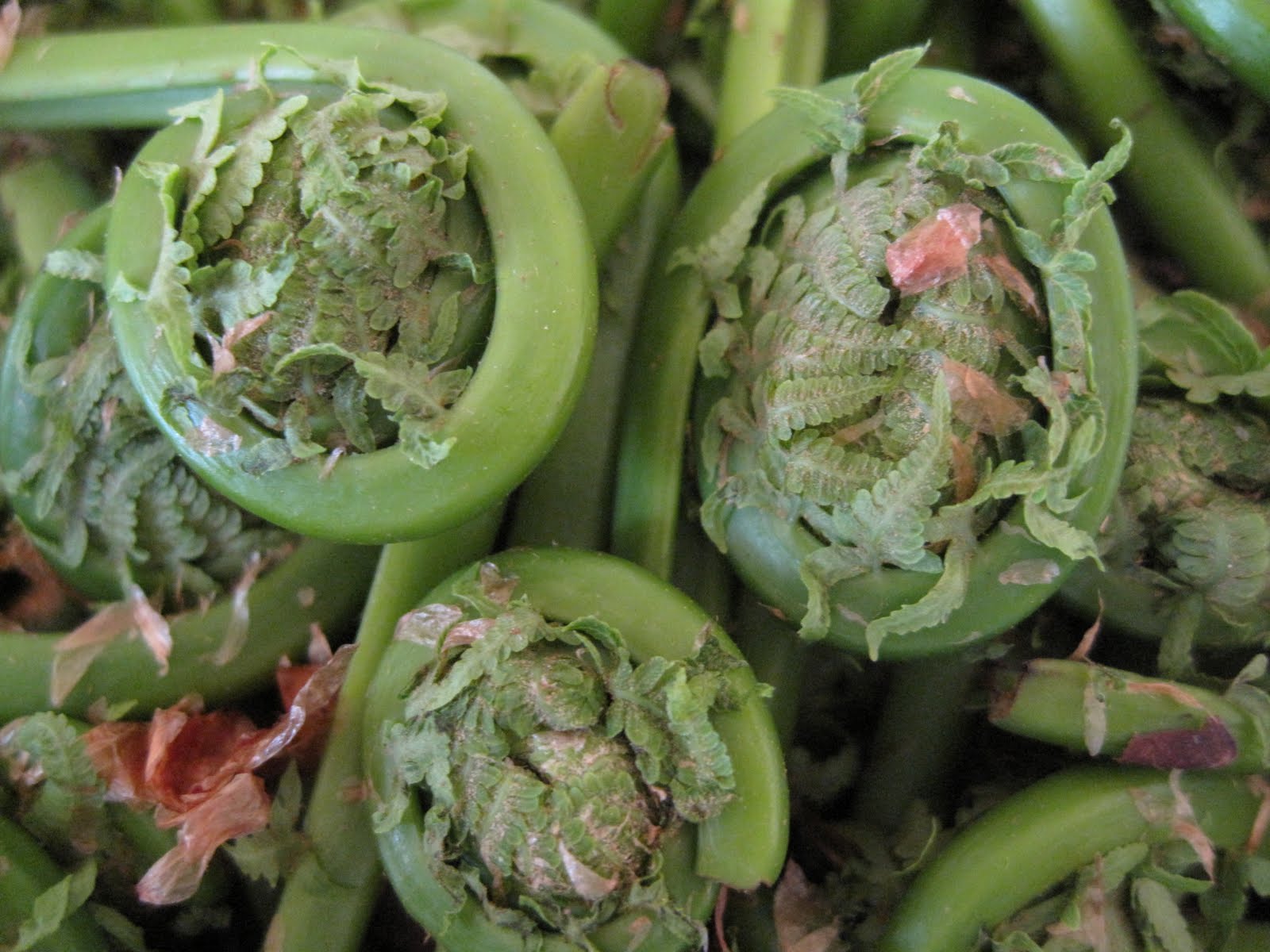 New Vermont Cooking Fiddleheads