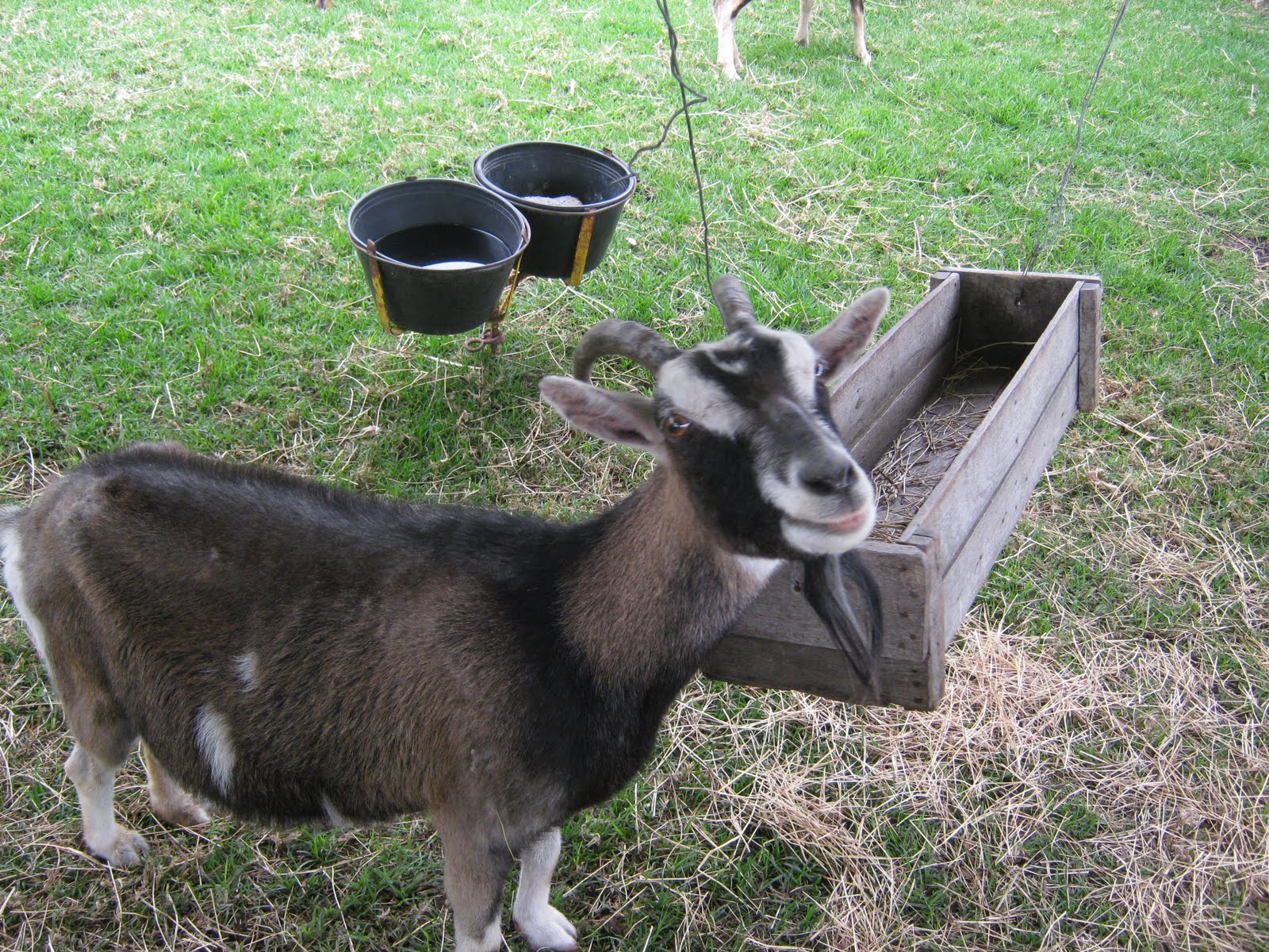 NUTRICIÓN ANIMAL Zootecnia