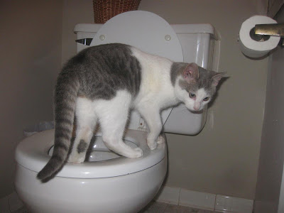 cat on toilet, toilet seat
