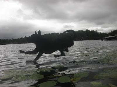 dog jumping off dock into the lake dog jumping off dock into the lake