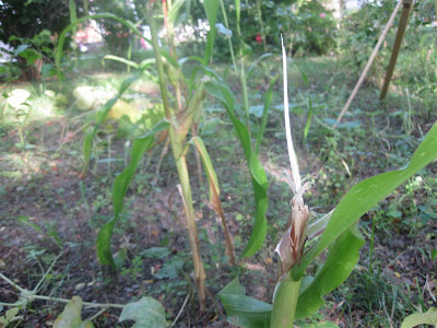 squirrel eating corn in my garden, stalk, broke, destroy squirrel eating corn in my garden, stalk, broke, destroy