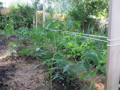 string and lathe for tomato plants