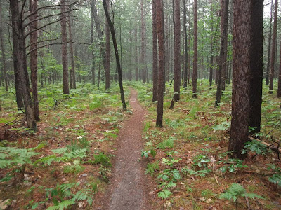 typical trail in the manistee forest, national park