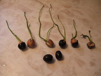 experiment of lotus plant, seeds experiment of lotus plant, seeds