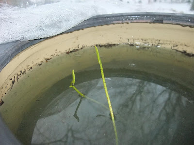 lotus growing in bowl of water and mud lotus growing in bowl of water and mud