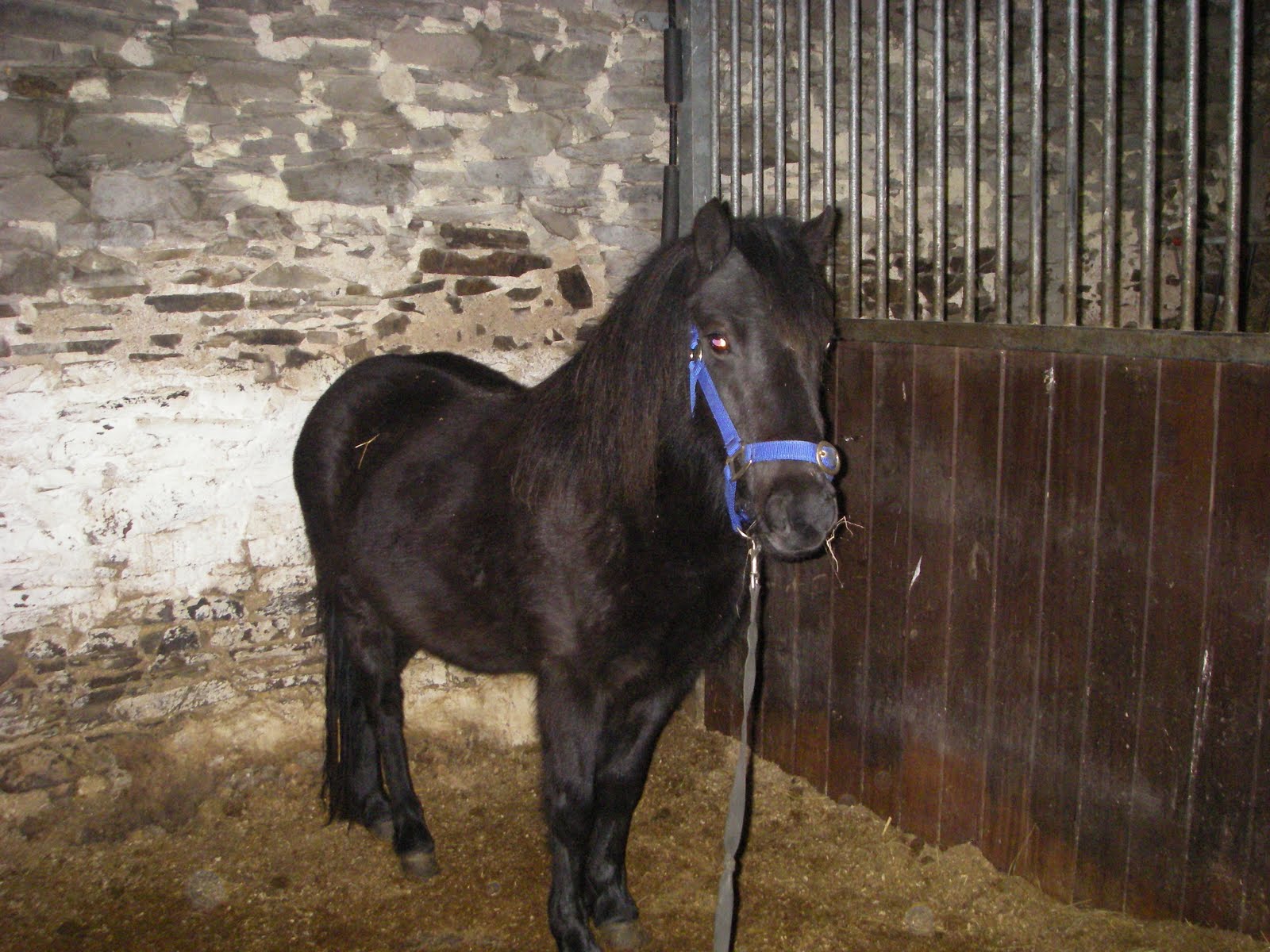 Dartmoor Pony Sales List