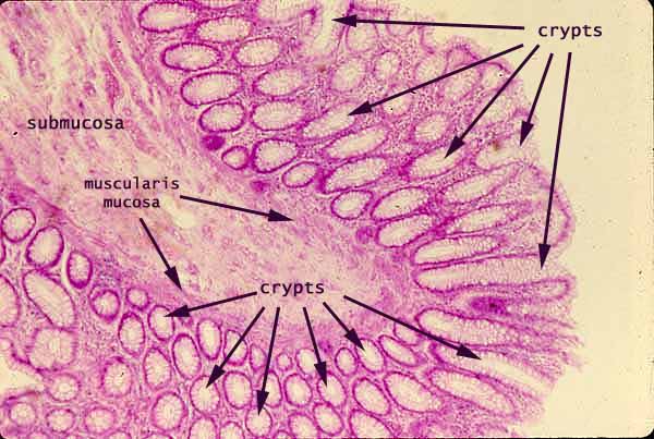 Anatomy and Physiology e-Portfolio: Slides