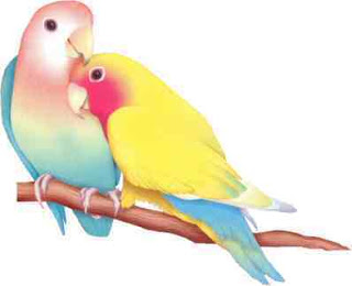 Love Birds Wallpapers, Download Free LoveBirds Photos, Pictures Gallery
