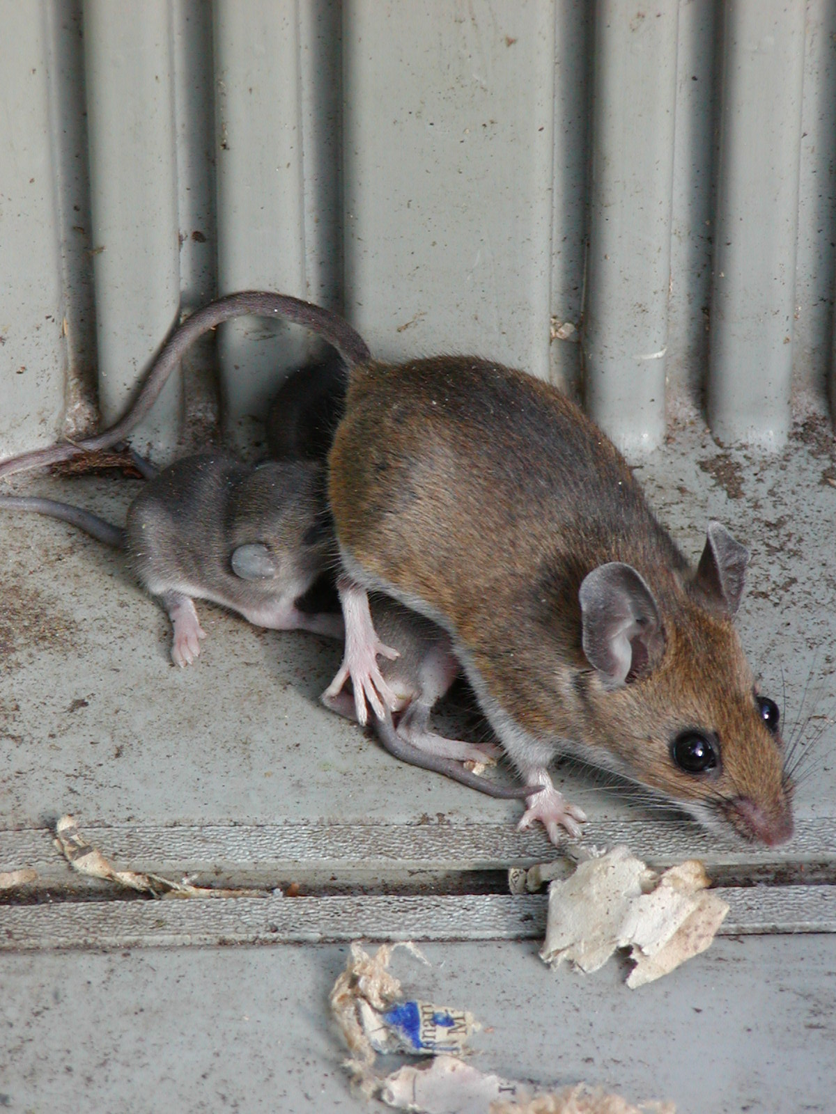 SFrye732_Blog Coleman Stove Mice