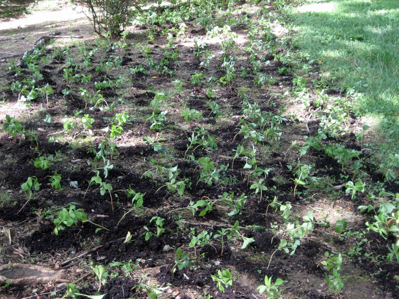 The plot thickens How to plant pachysandra