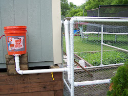 chicken watering waterer system diy easy water coop chickens systems backyard rain barrel automatic feeders backyardchickens clean 0zu warm months