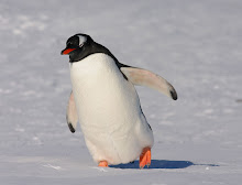 Gentoo Penguin