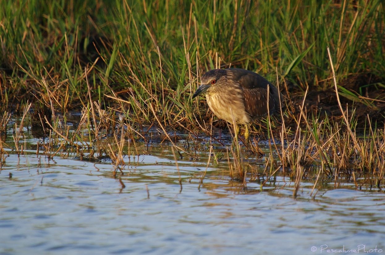 Pescalune Photo: Jeune Héron Bihoreau (Nycticorax nycticorax) / Young ...