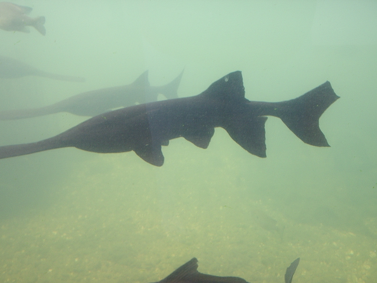 Roadrunner's Travels Texas Fish Hatcheries at Athens,TX
