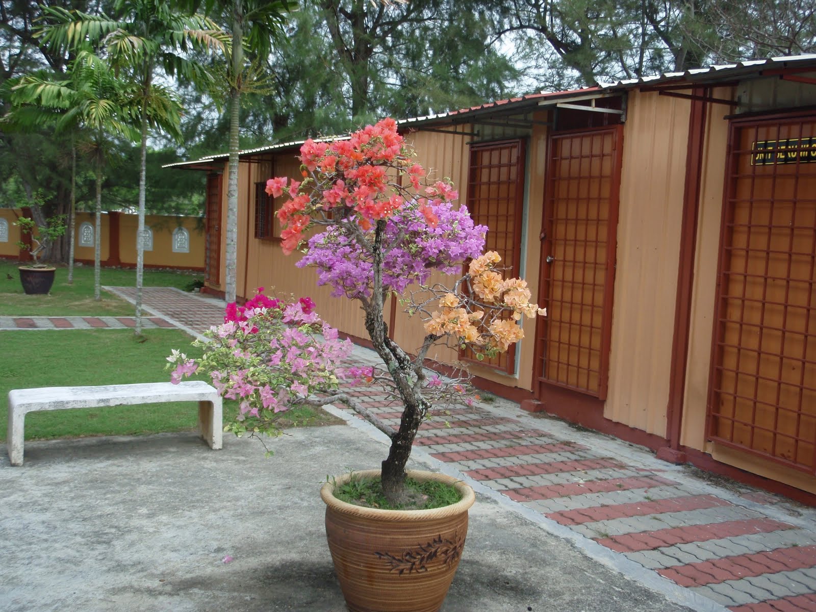 LI NA HERBS POKOK BUNGA KERTAS BERWARNA WARNI LI NA HERBS POKOK BUNGA KERTAS BERWARNA WARNI
