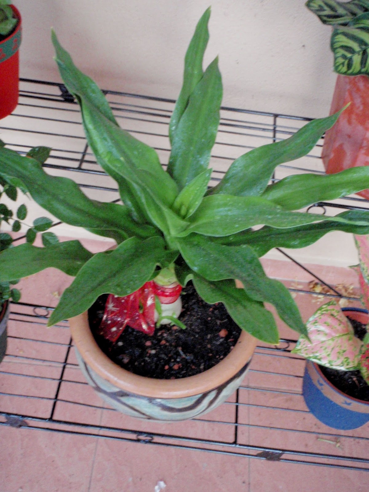 li-na-herbs-feng-shui-plant