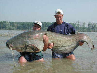 giant_catfish.jpg