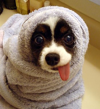 loopy-dog01.jpg