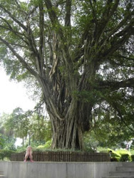 Ellie and a Banyan Tree