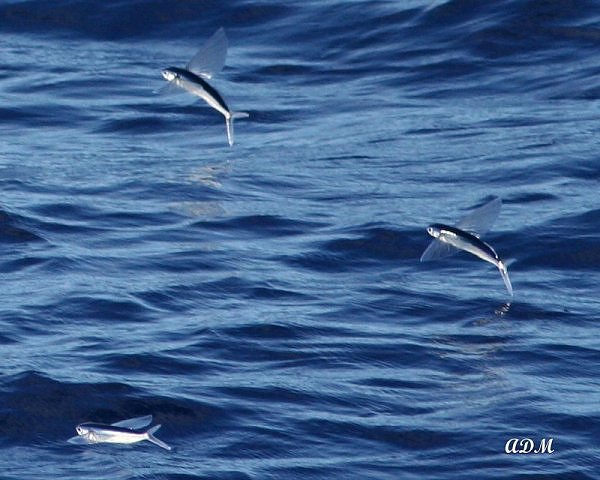 Flying Fish, Ikan Yang Bisa Terbang Sejauh 400 Meter (menakjubkan ...