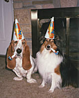 basset and collie