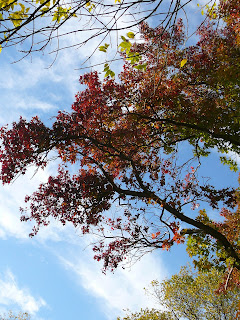 November trees