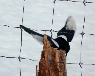 magpie leaping off stump