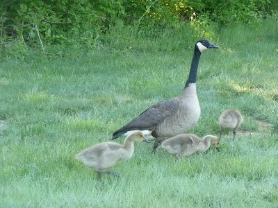 goose and goslings