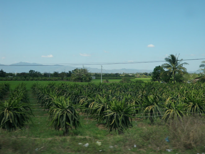 Champs d aloes - sur la route de Dalat a Muine