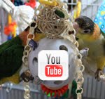 Visit Our Precious Parrots