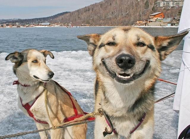 [smiling+dog.jpg]