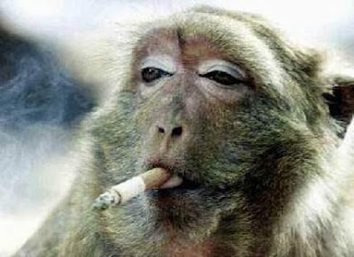beruk+rokok.jpg