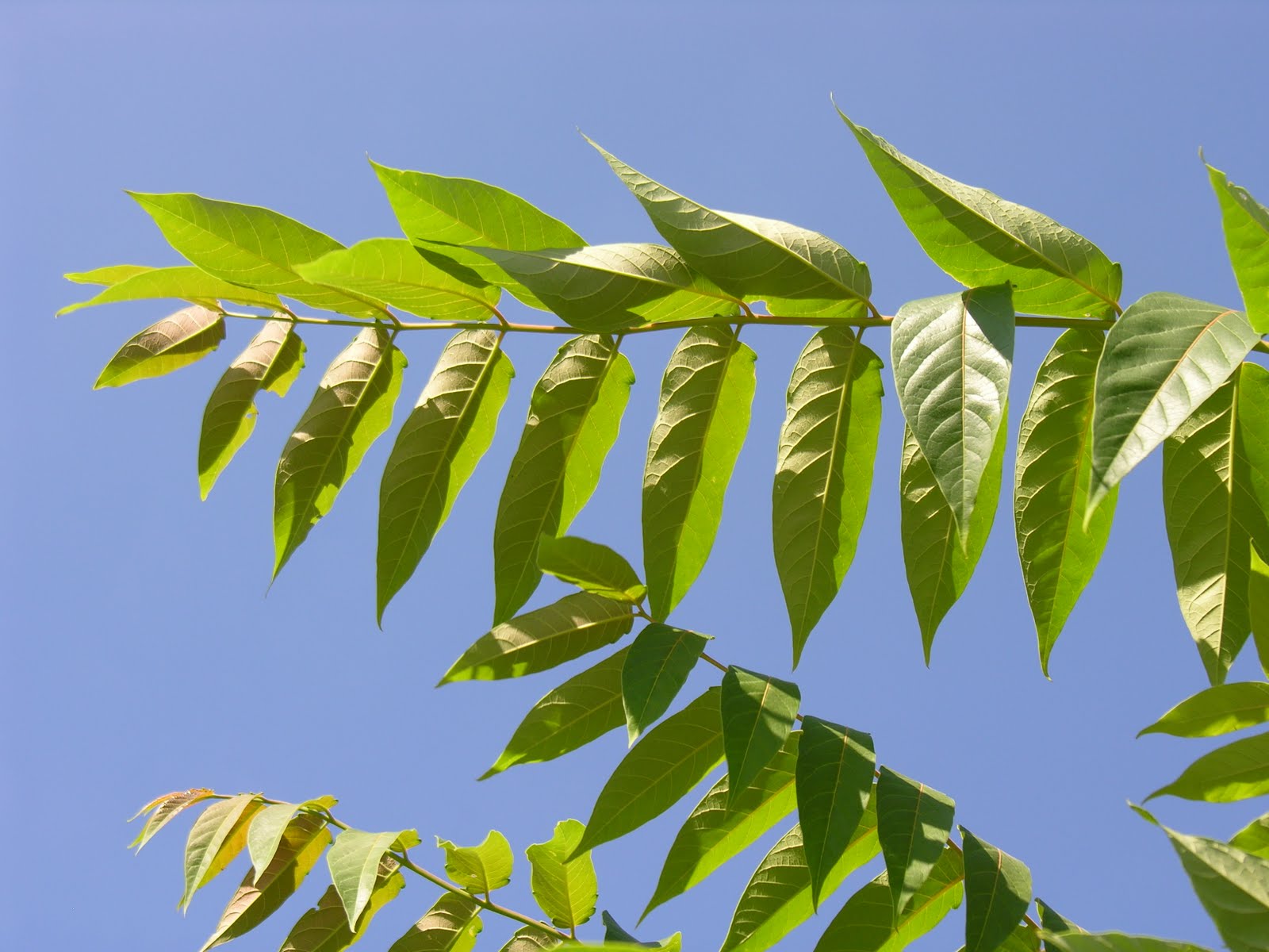 A Naturalist in Brooklyn A Tree Grows in Brooklyn