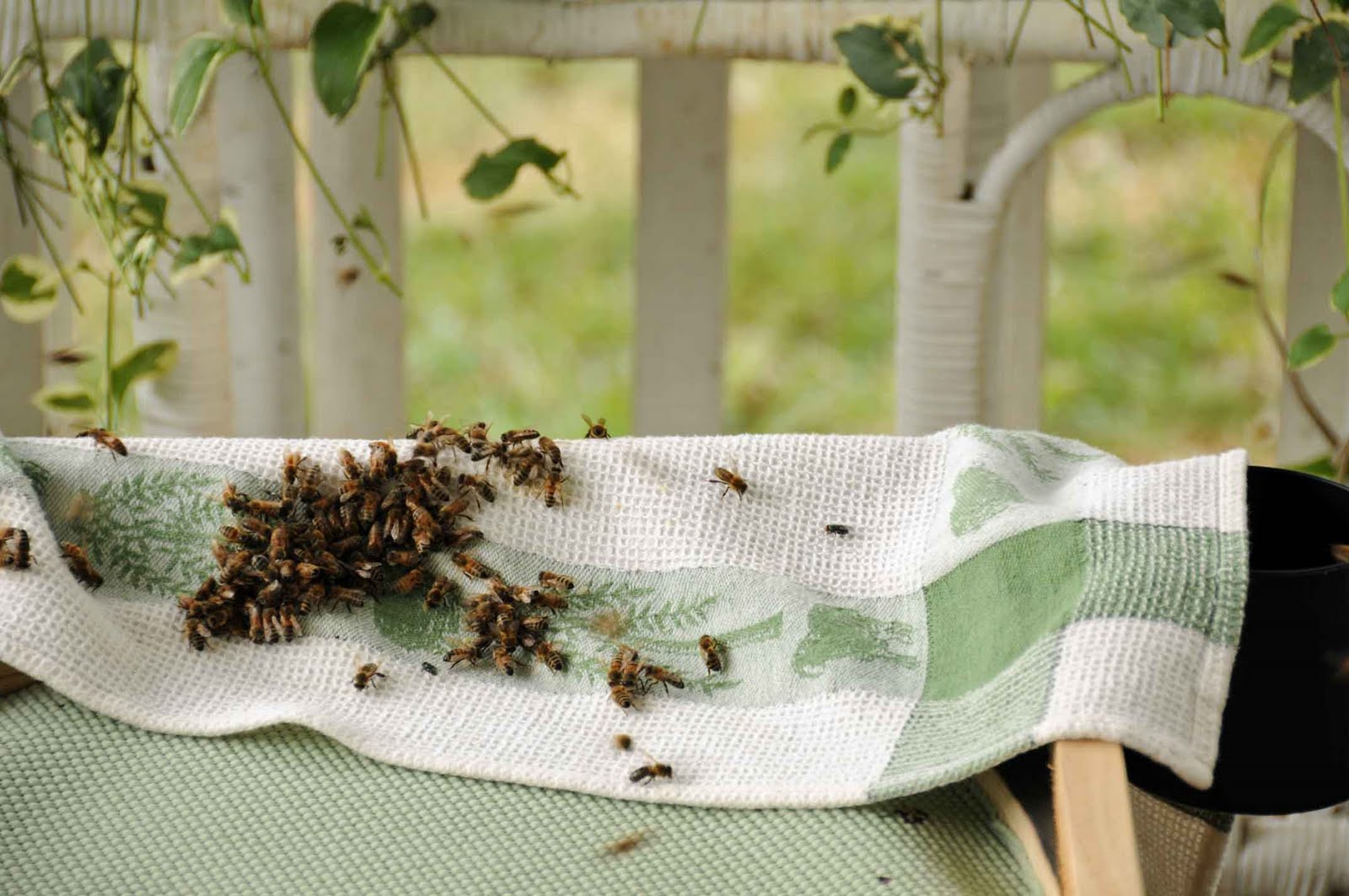 Punkin's Patch Boiling Bees