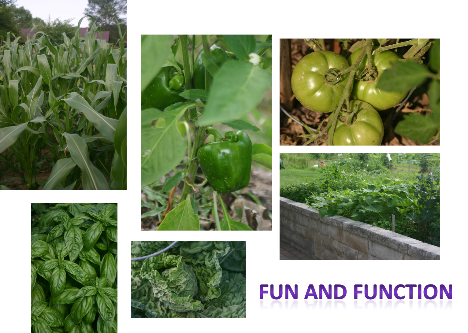 St Leonard Team Home And Garden Late June Vegetable Garden st-leonard-team-home-and-garden-late-june-vegetable-garden