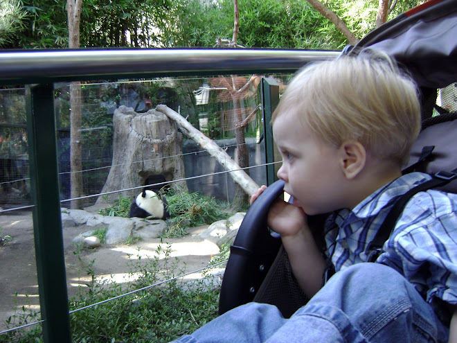 Gavin Loved the Pandas