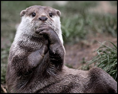 pensive+otter.jpg