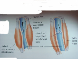 SCIENCE 8 CHAPTERS REVIEW: 9.3 Natural Fluid system