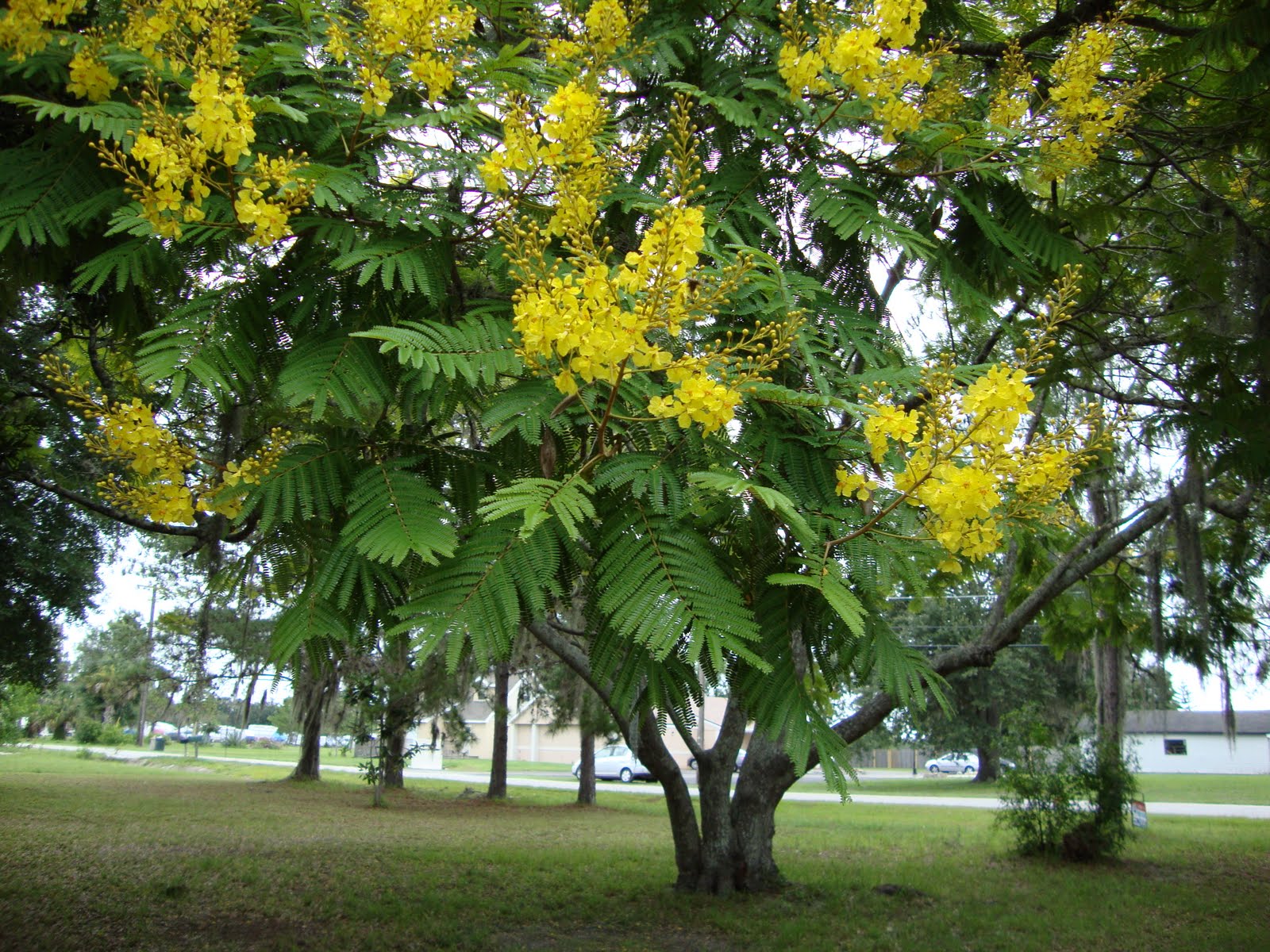 Around Grandma's Table Flowering Trees Part 2