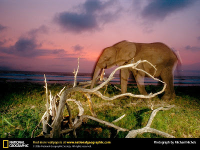 African elephant -- Click to emlarge