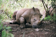 rhino