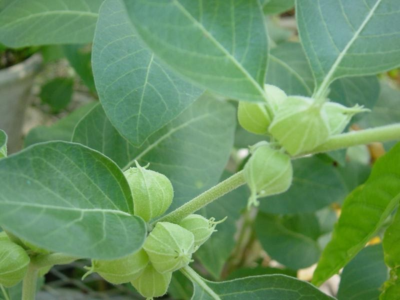 Medicinal Plants: Withania somnifera - Ashwagandha