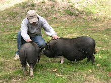 a man and his pigs