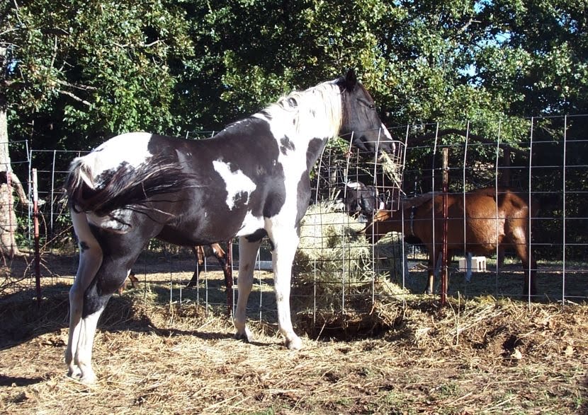 The Best Fencing for Goats Oak Hill Homestead