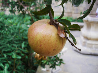 Maltese pomegranate (onemorehandbag)
