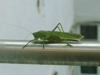 grasshopper (onemorehandbag)