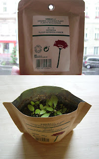 to grow or not to grow, that is the question (onemorehandbag)