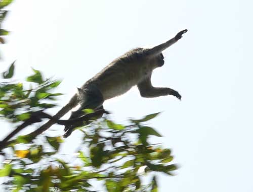 [monkey1.jpg]