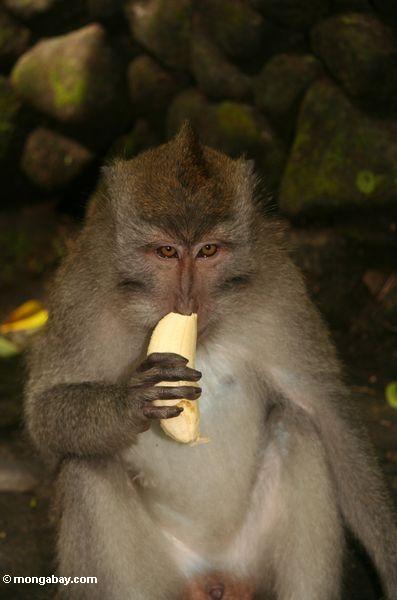 [monkey_banana.jpg]